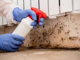 Best Basement Mold Removal  in USA